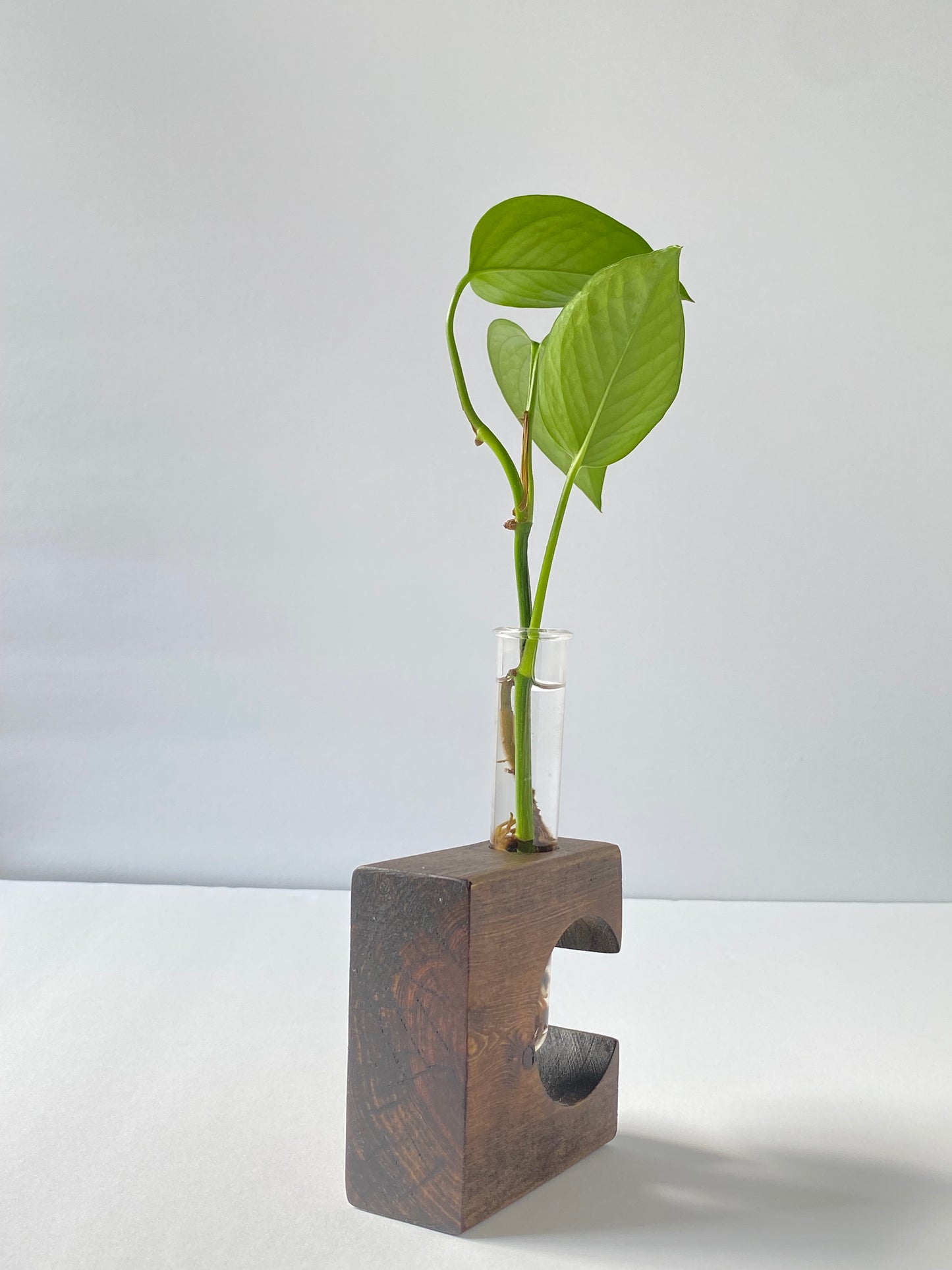 Wooden Cutout Propagation Stand