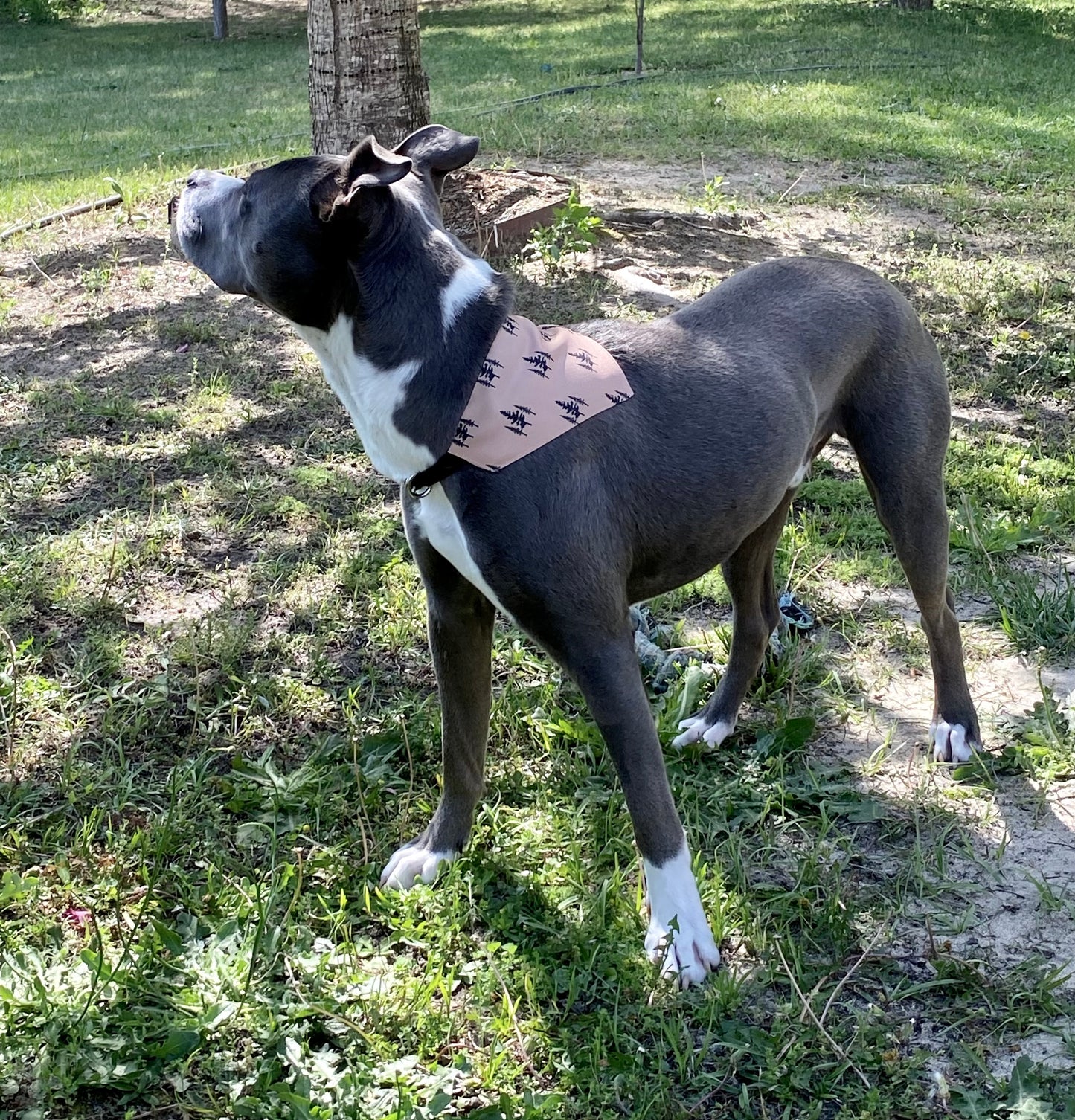 Pet Bandana - Pine Forest